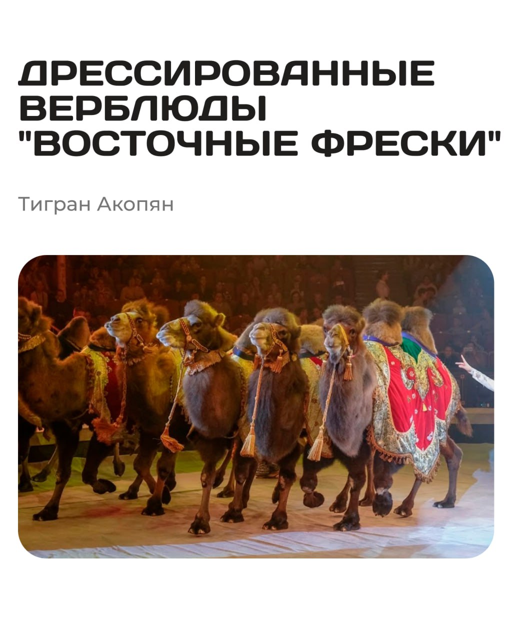 Зов джунглей