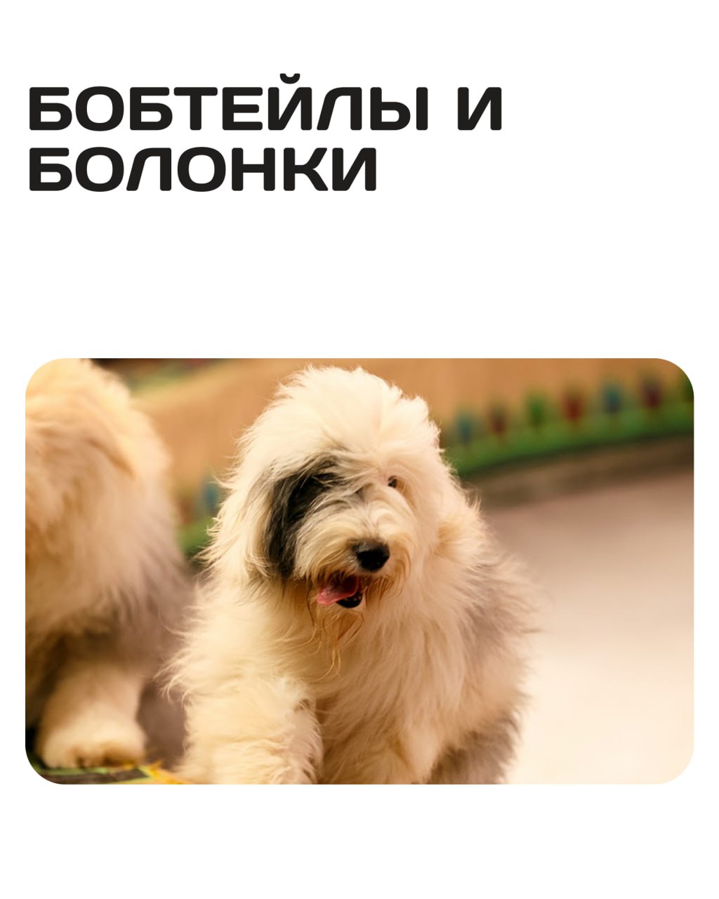Зов джунглей