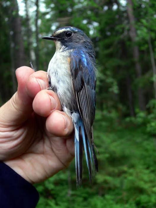 Встреча с орнитологом в «Северном лектории»