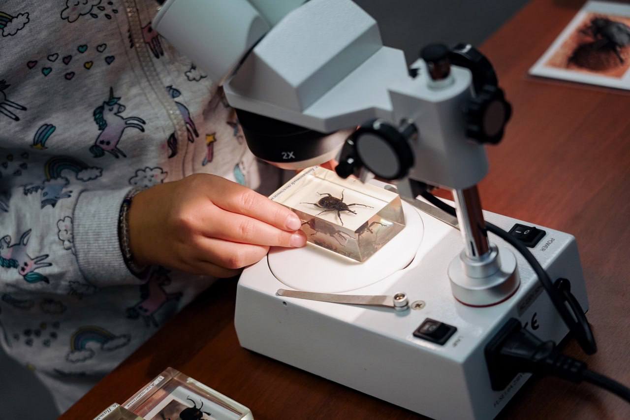 Путешествие в мир жуков