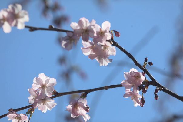 идти гулять по Сестрорецку