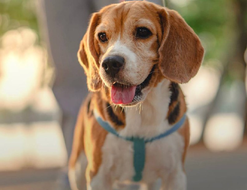 AWARD Быстрый хвост🐕