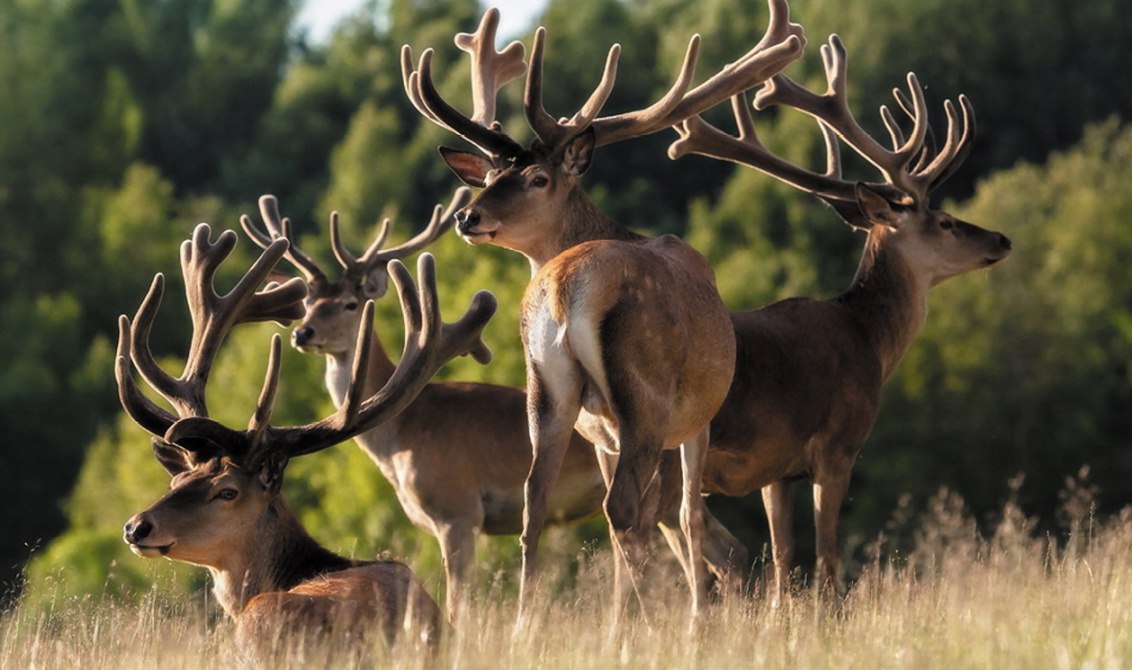 Экскурсионная программа в Алтае: природа, маралы, пчёлы и травы