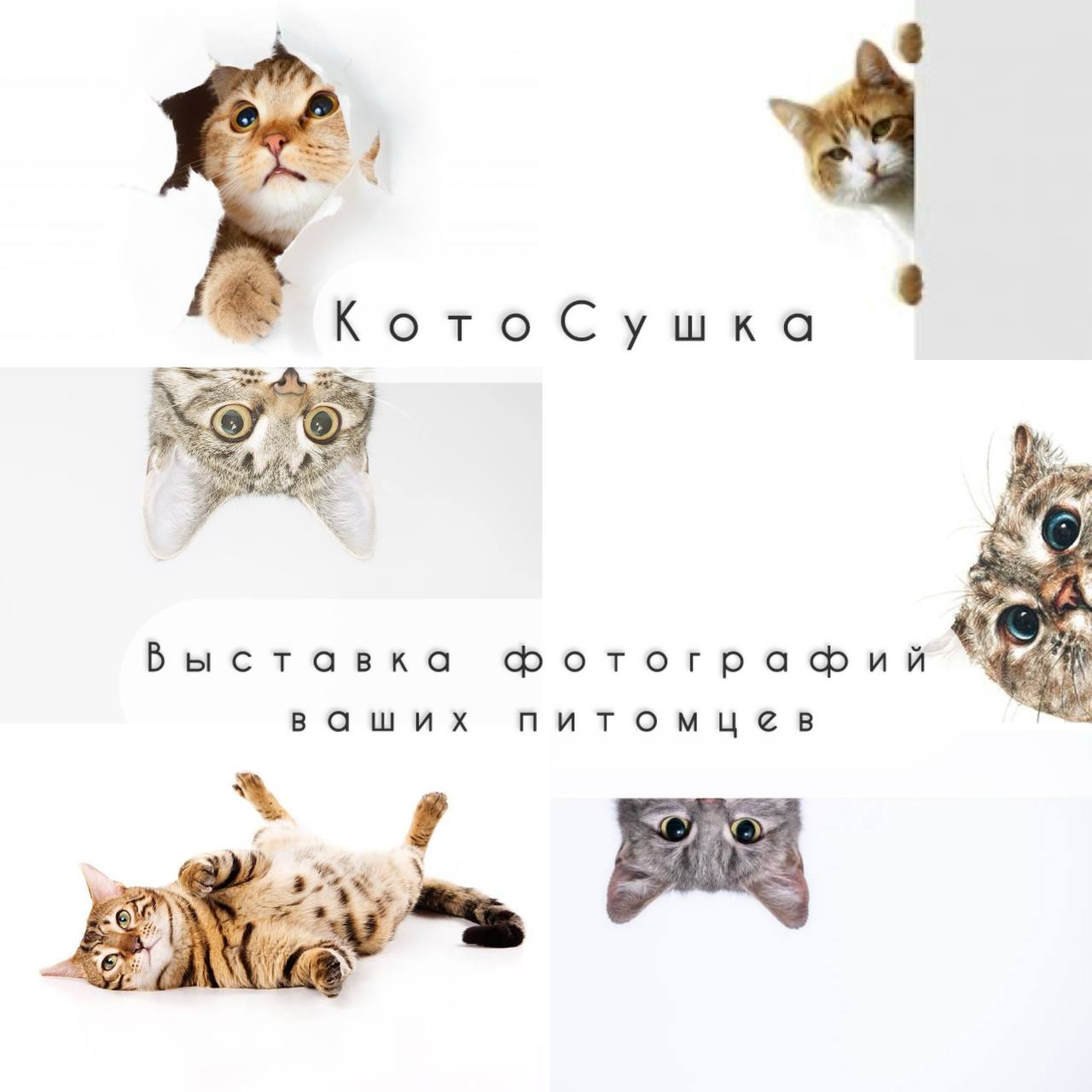 Выставка фотографий ваших котов КотоСушка