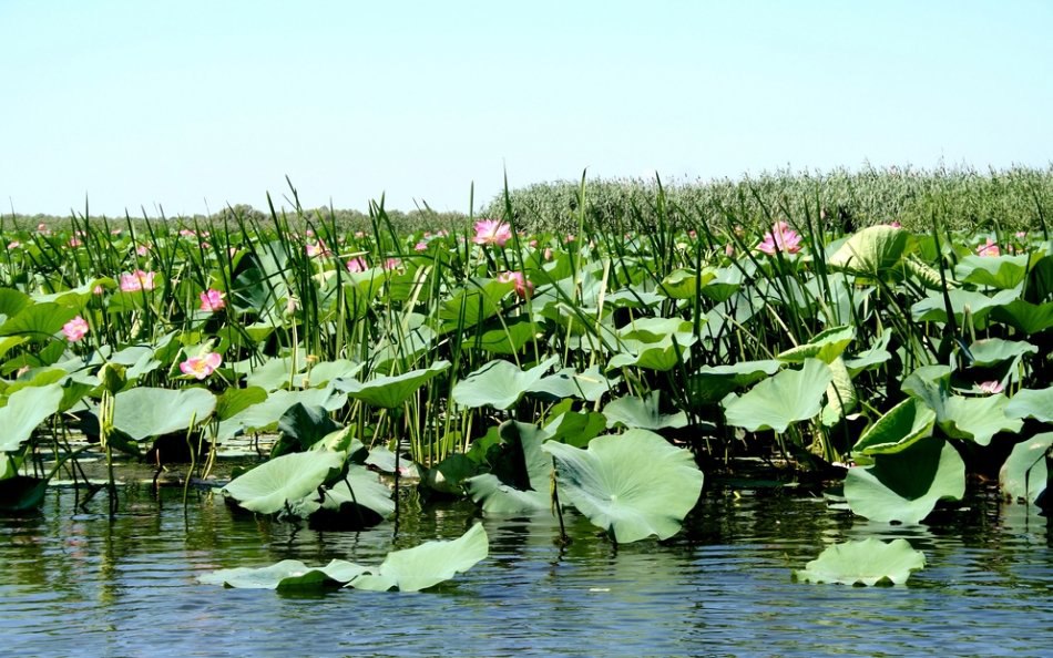 ПОПРОБУЙ АСТРАХАНЬ НА ВКУС