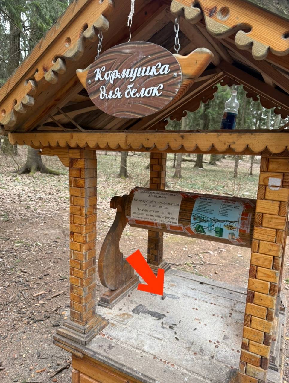 акция «Накорми белок»