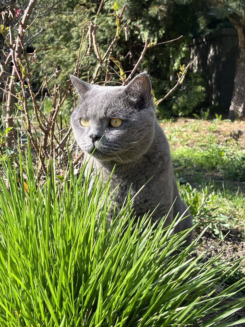 Готовим из дикоросов