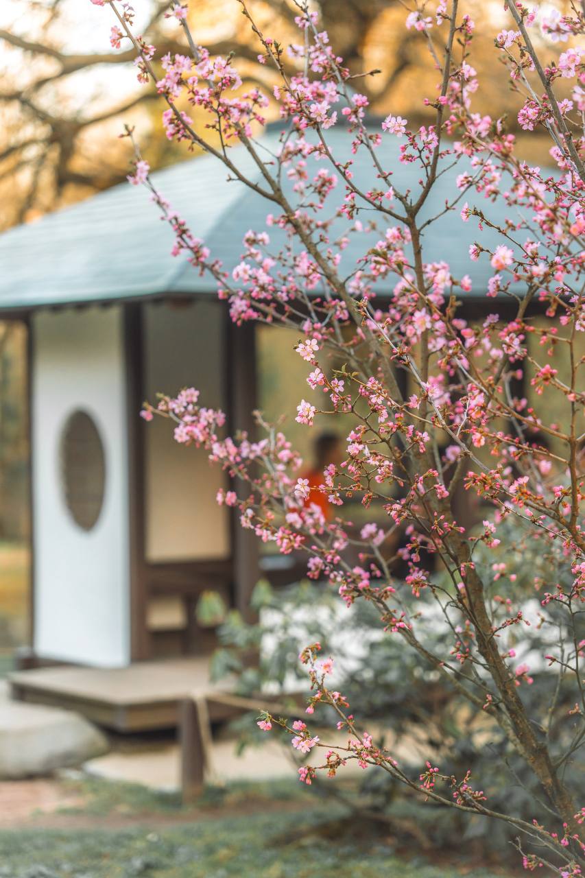 Вечер первоцветов