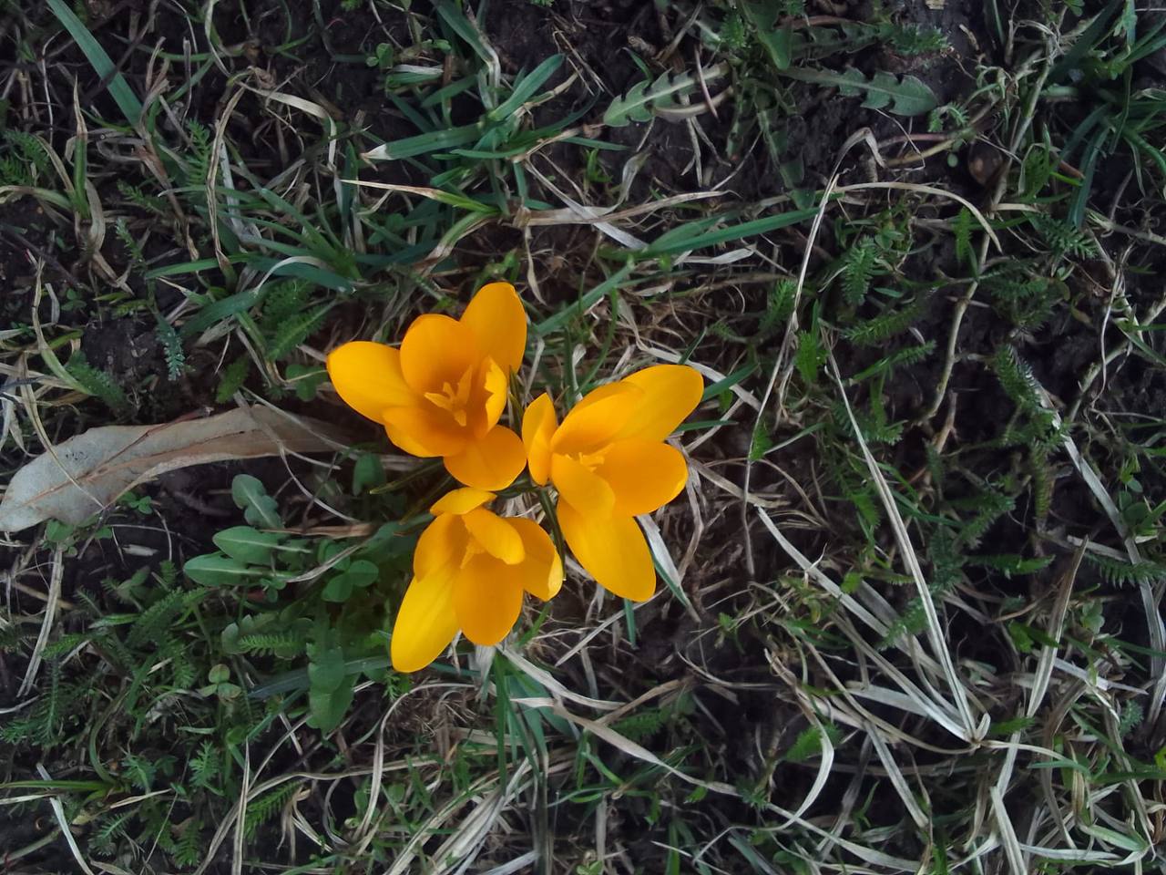 Вечер первоцветов