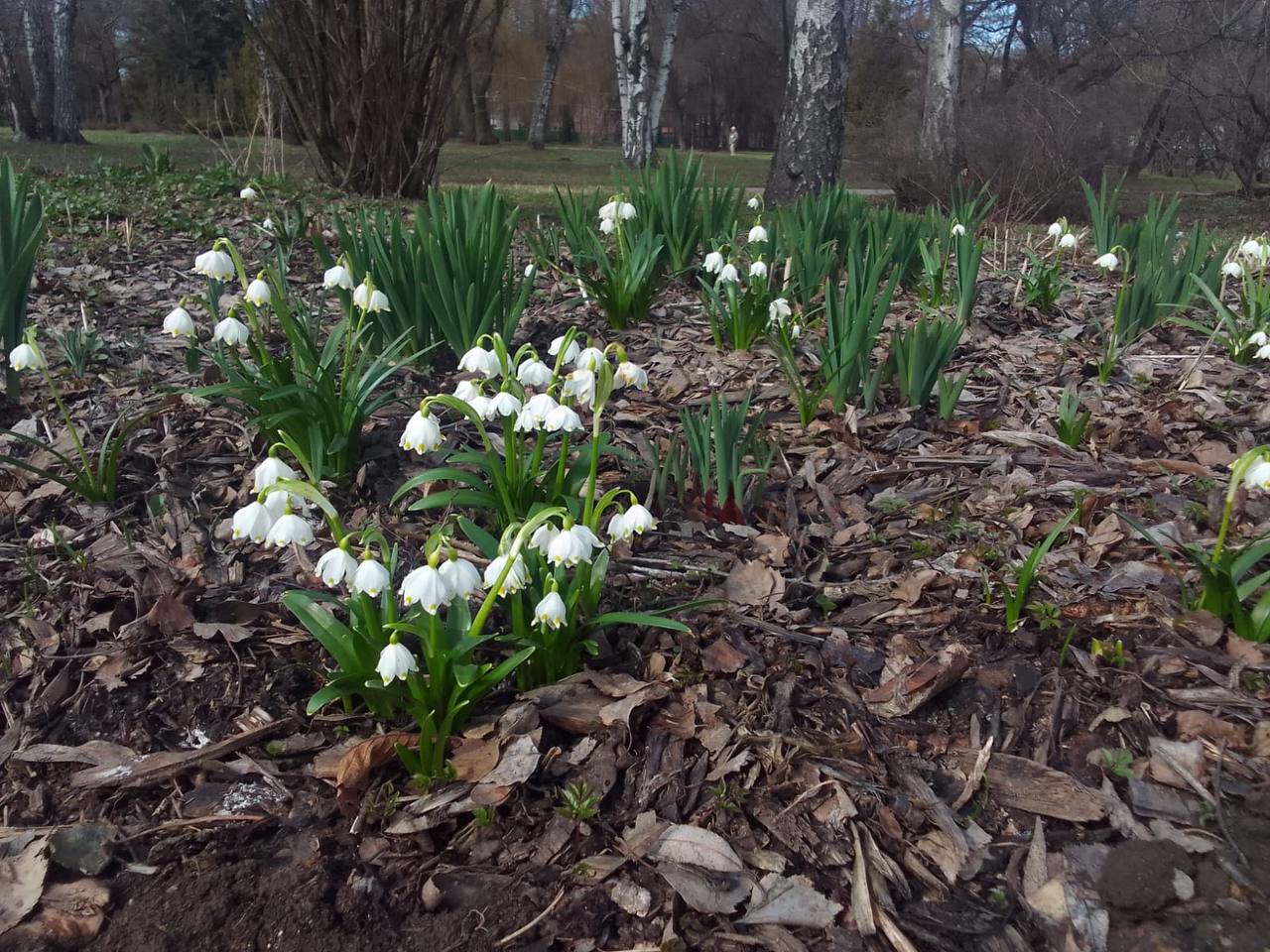 Вечер первоцветов