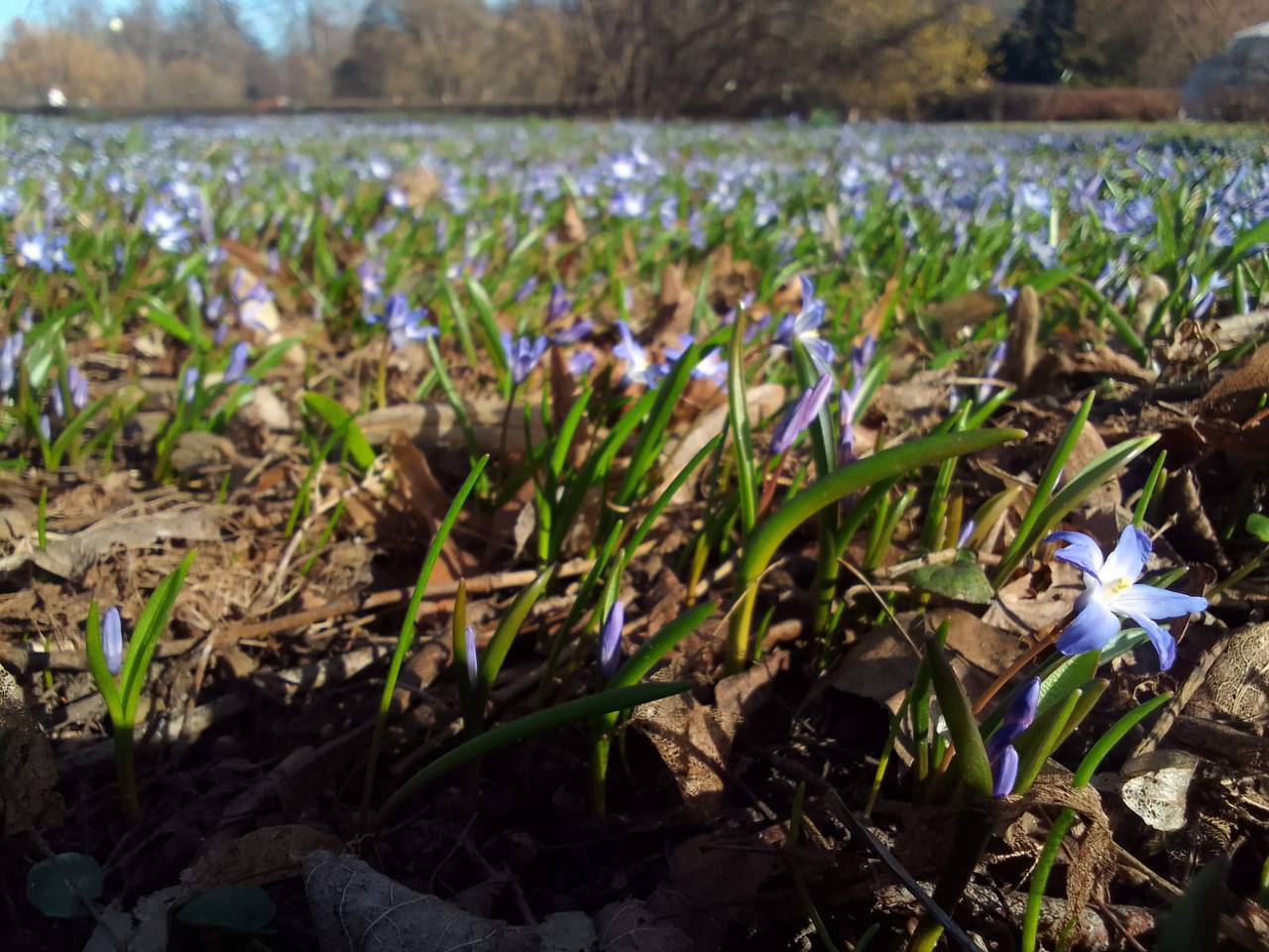 Вечер первоцветов