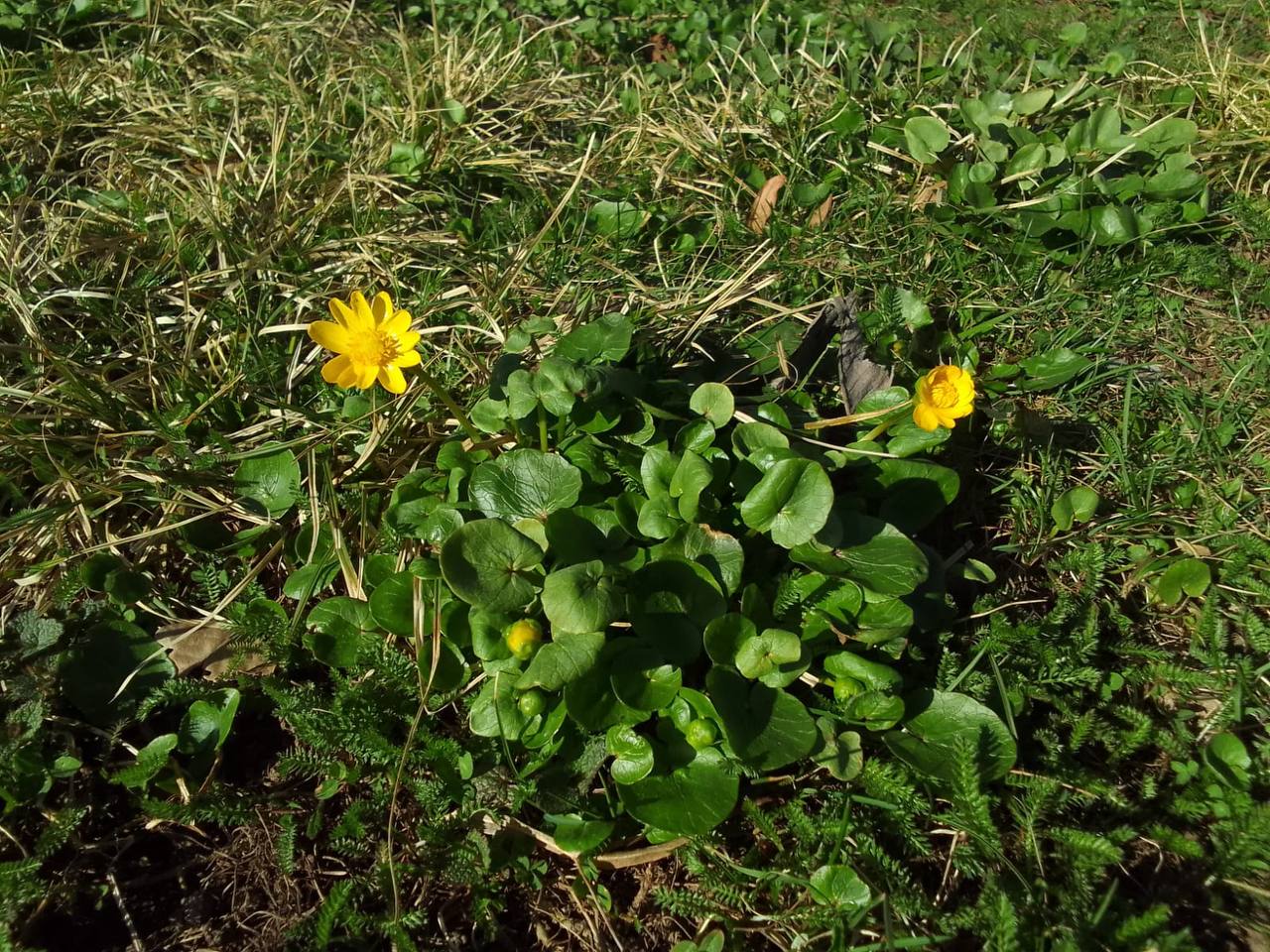 Вечер первоцветов