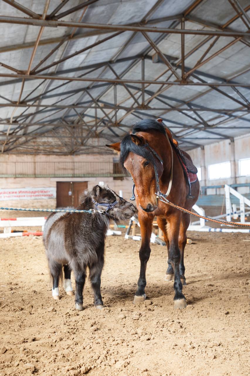 В гости к лошадям!