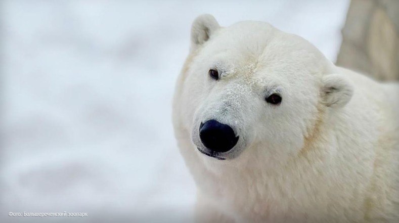 Открытие туристического сезона в Большереченском зоопарке