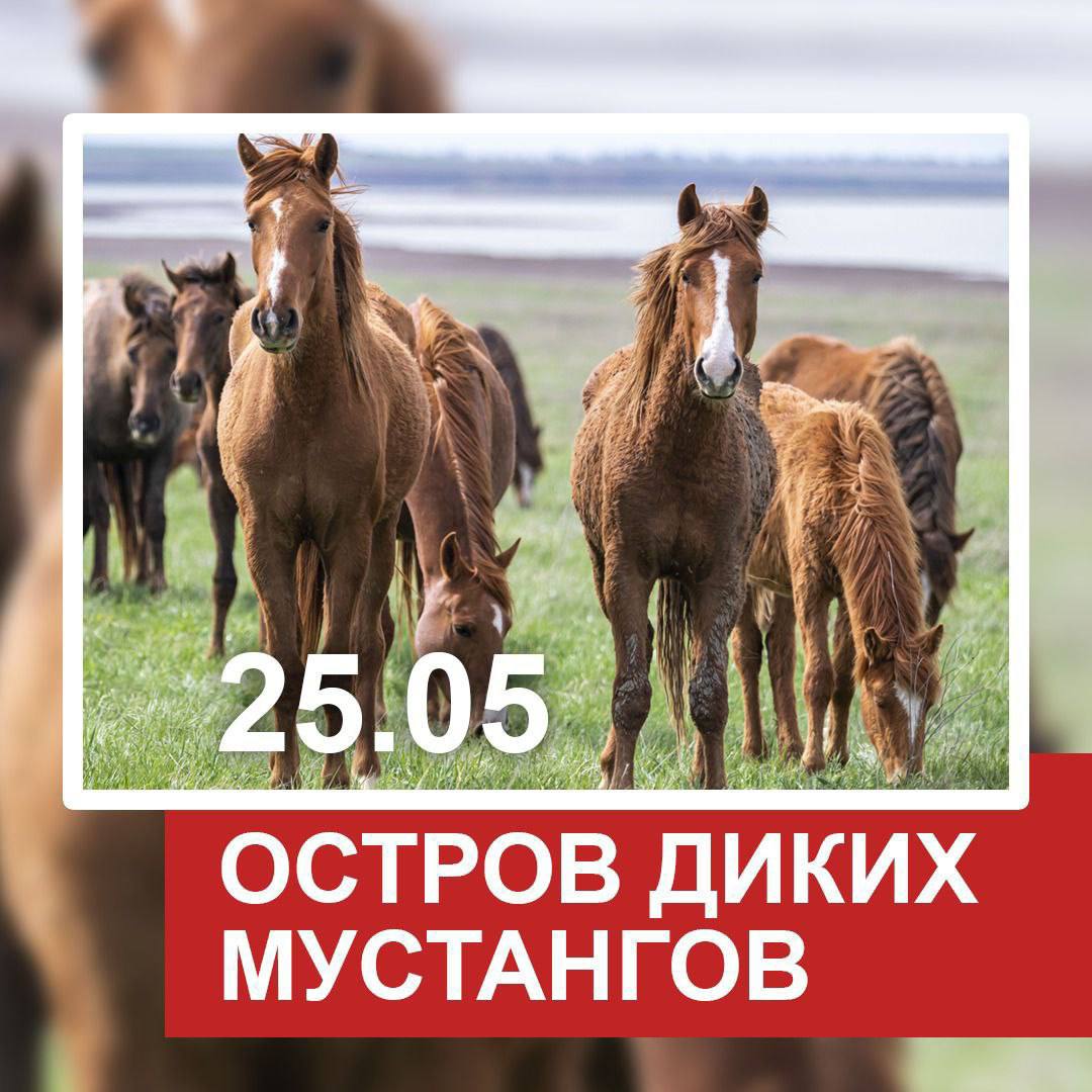 Остров диких мустангов