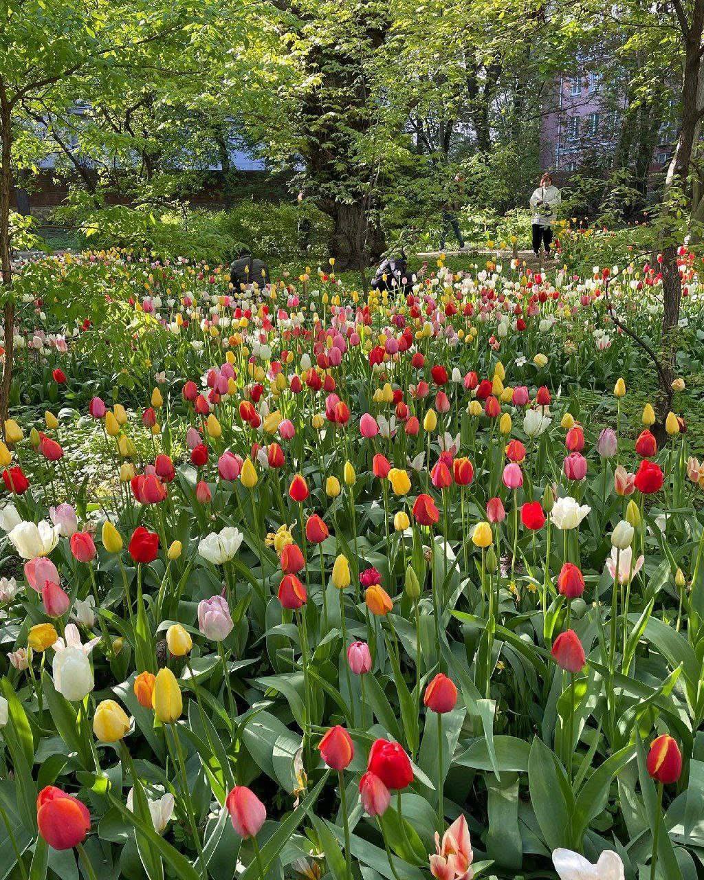 Пик цветения тюльпанов в 