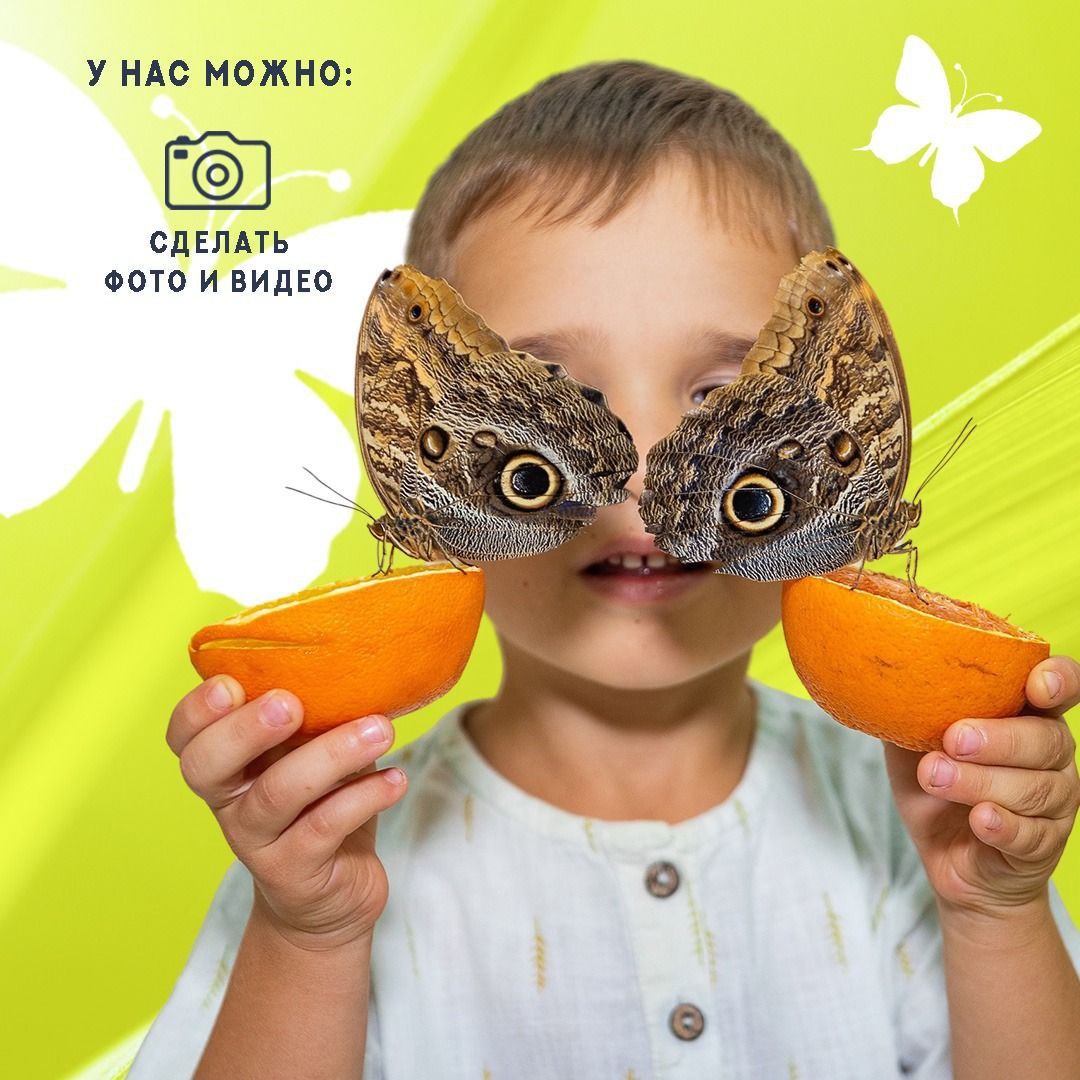 Выставка "Сад живых тропических бабочек"