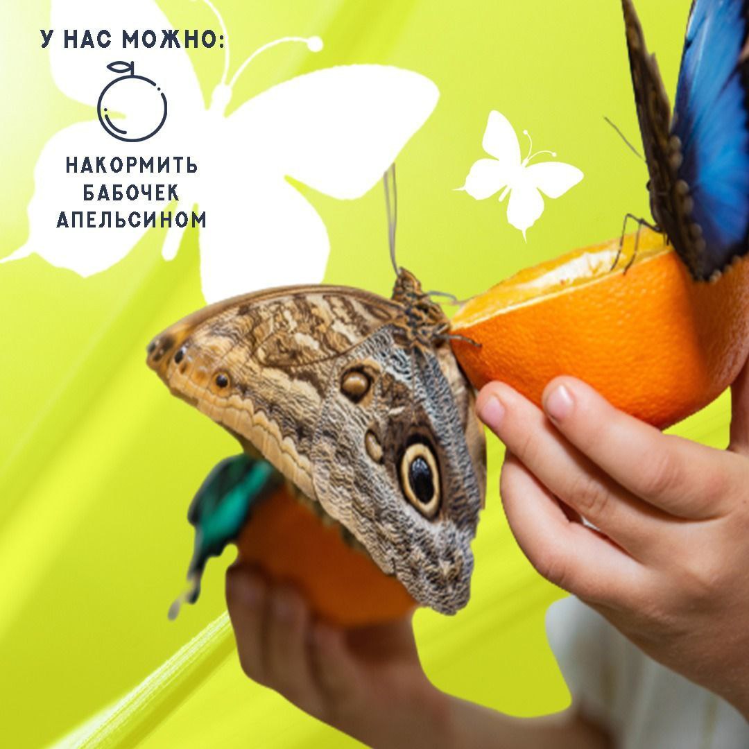 Выставка "Сад живых тропических бабочек"