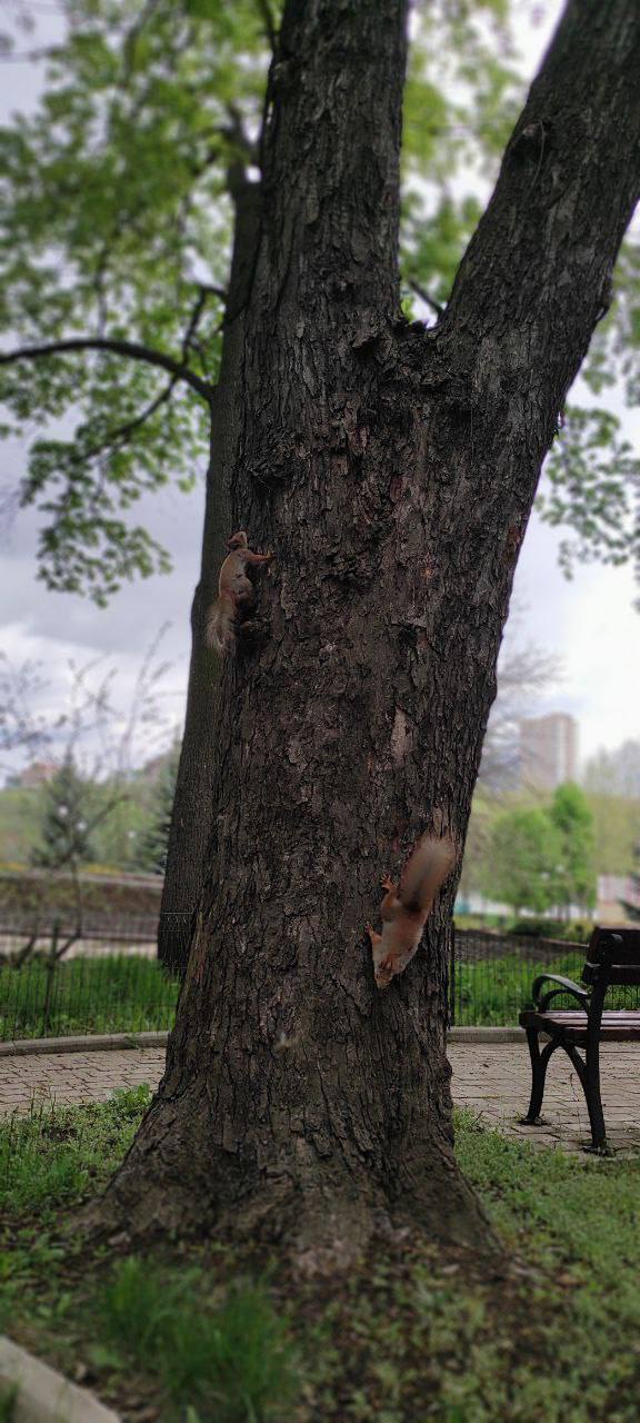 Весенний парк Щербакова