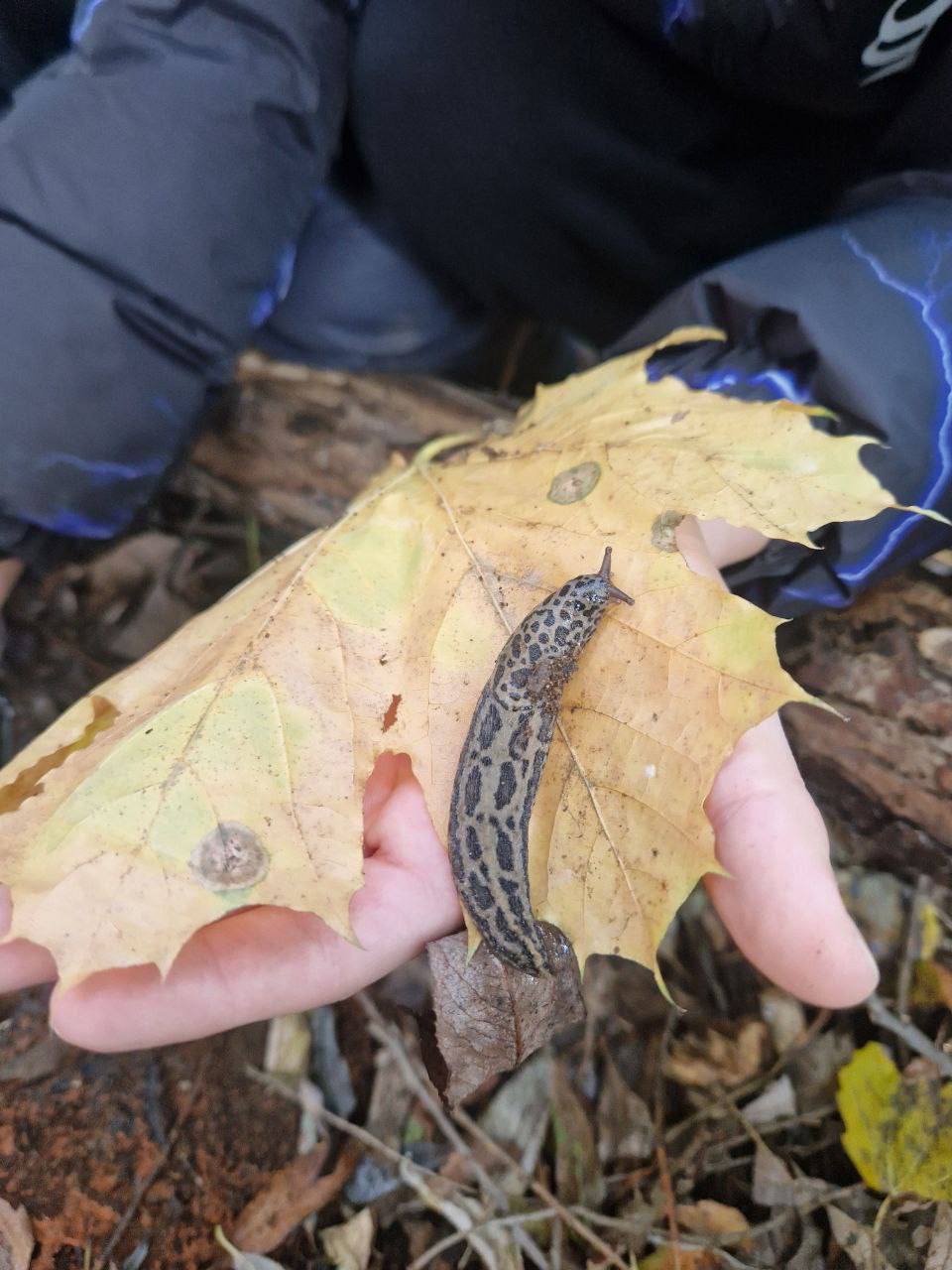 По тропе Дуремара