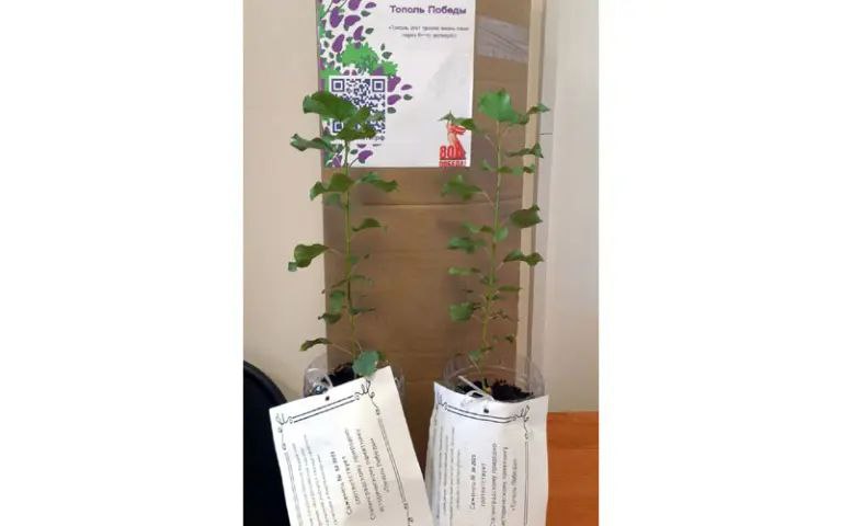 Сад Памяти: высадка саженца «Тополя Победы» в Саранске