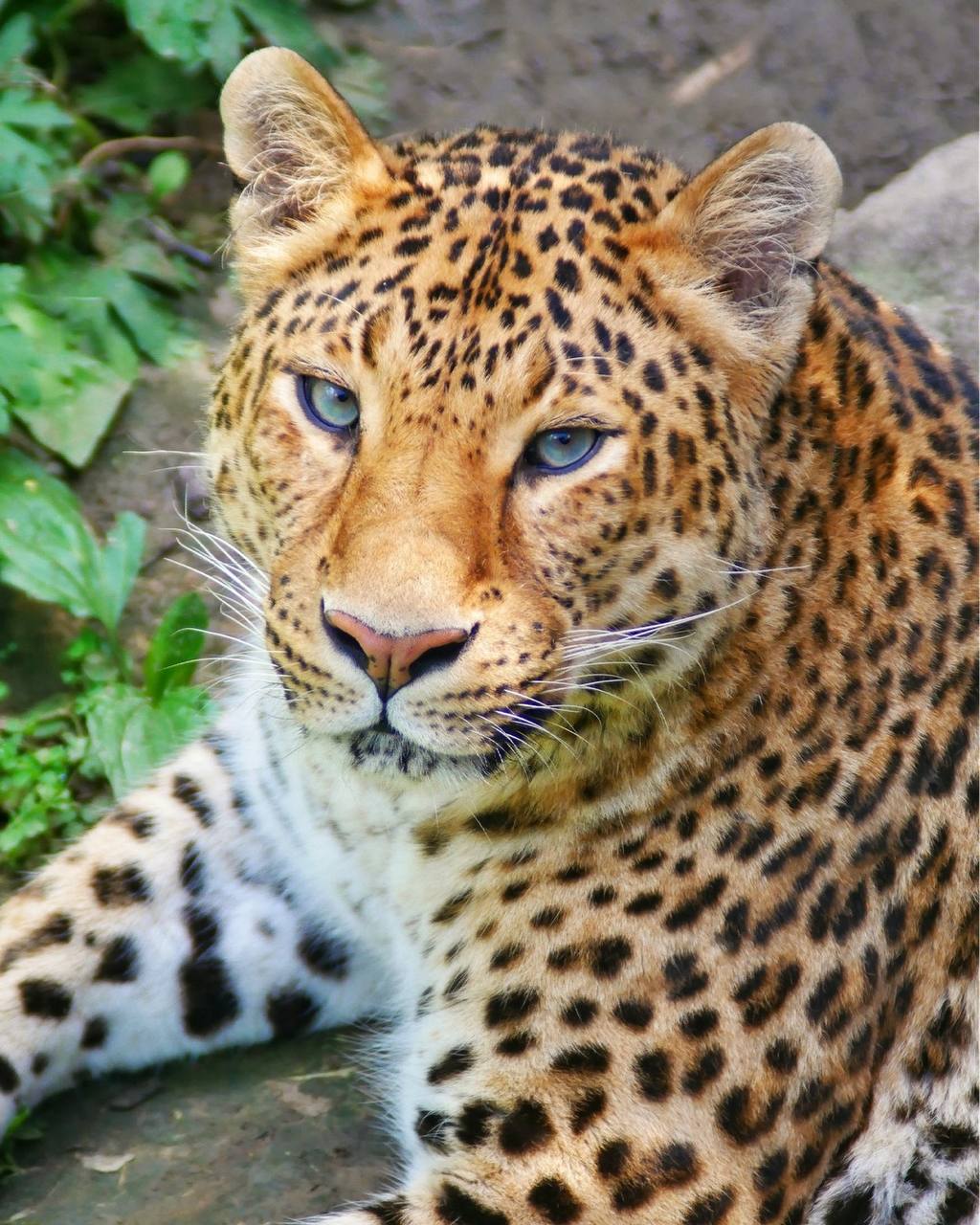 День леопарда🐆