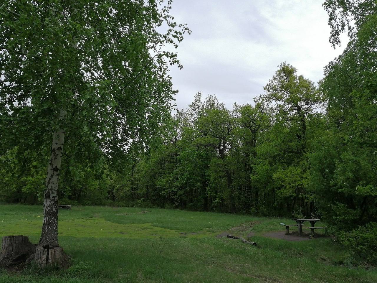 Первомай в лесу