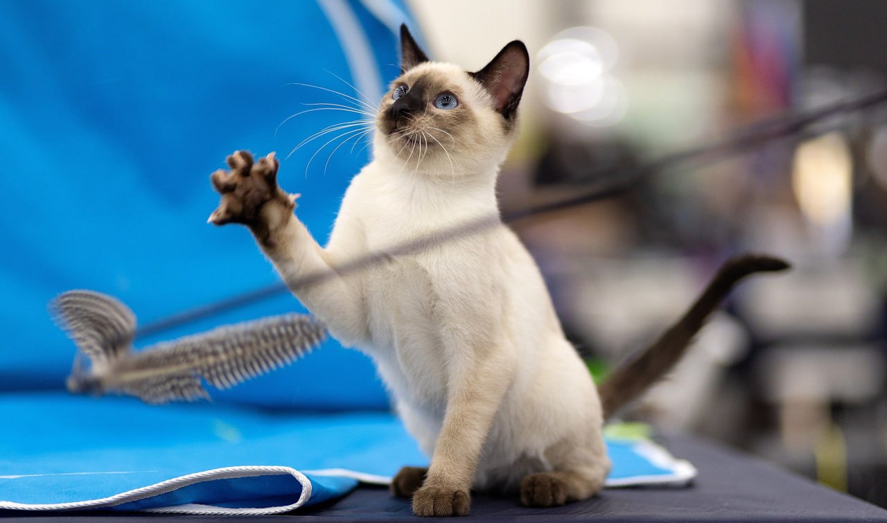 Город собак + Мир кошек