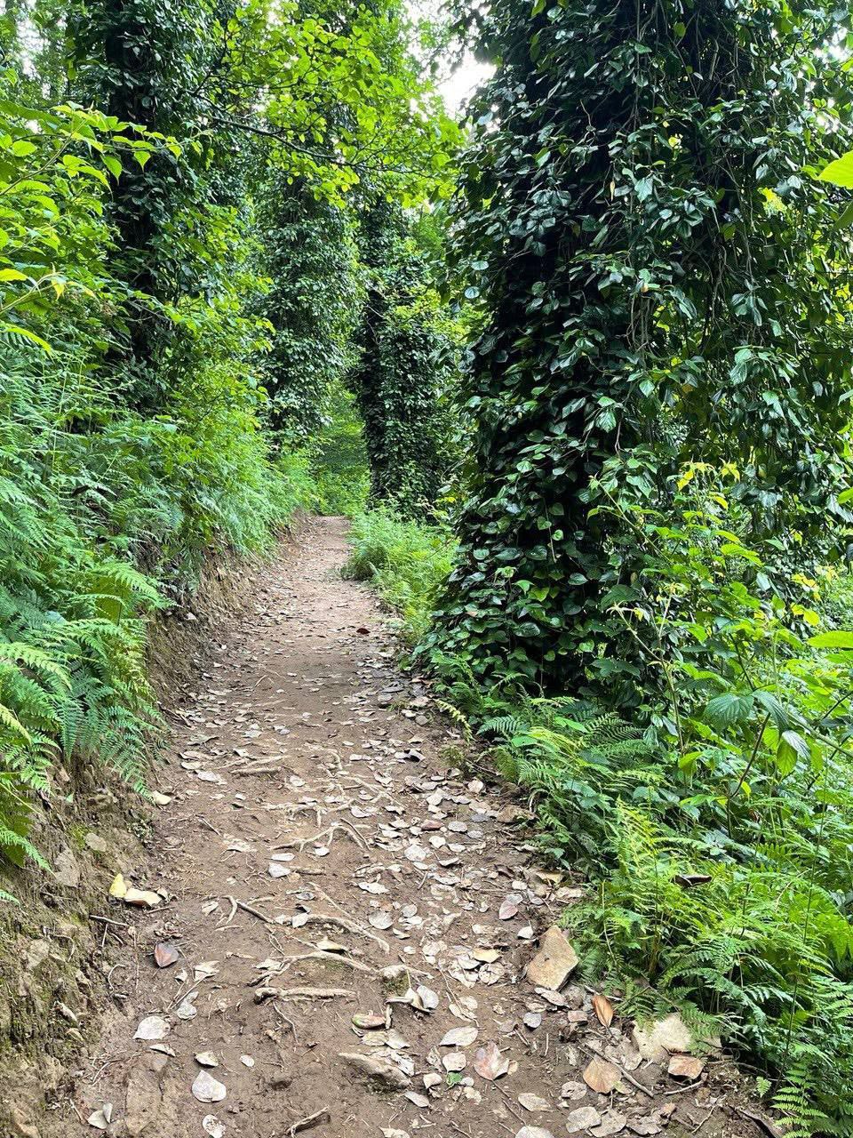 МТИРАЛА: ХАЙКИНГ ПО НАЦПАРКУ +  ENGLISH CLUB