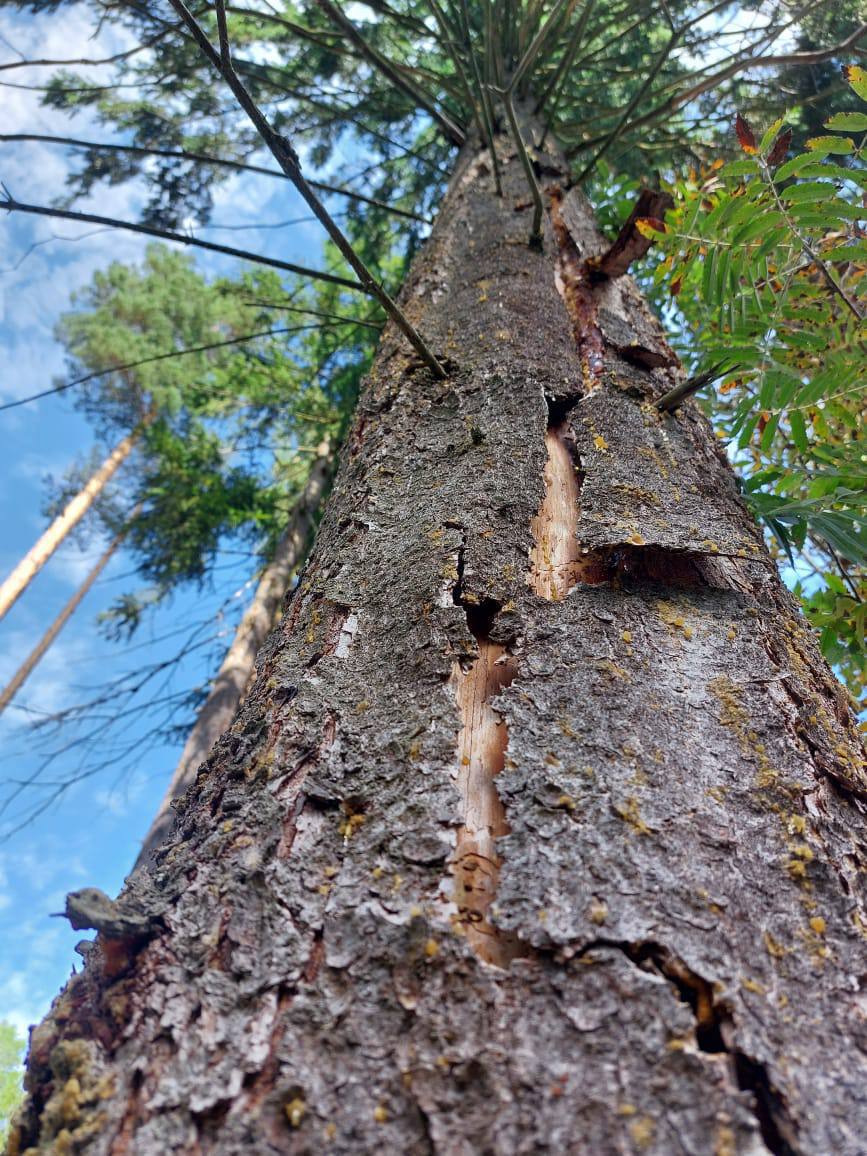 Экскурсии на научной базе в Черноголовке о куньих
