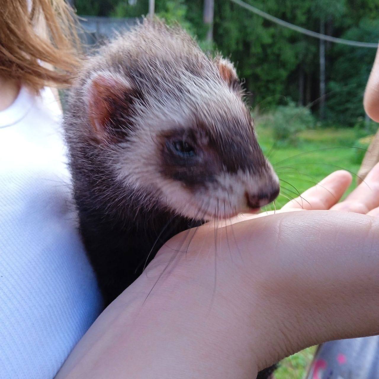 Экскурсии на научной базе в Черноголовке о куньих