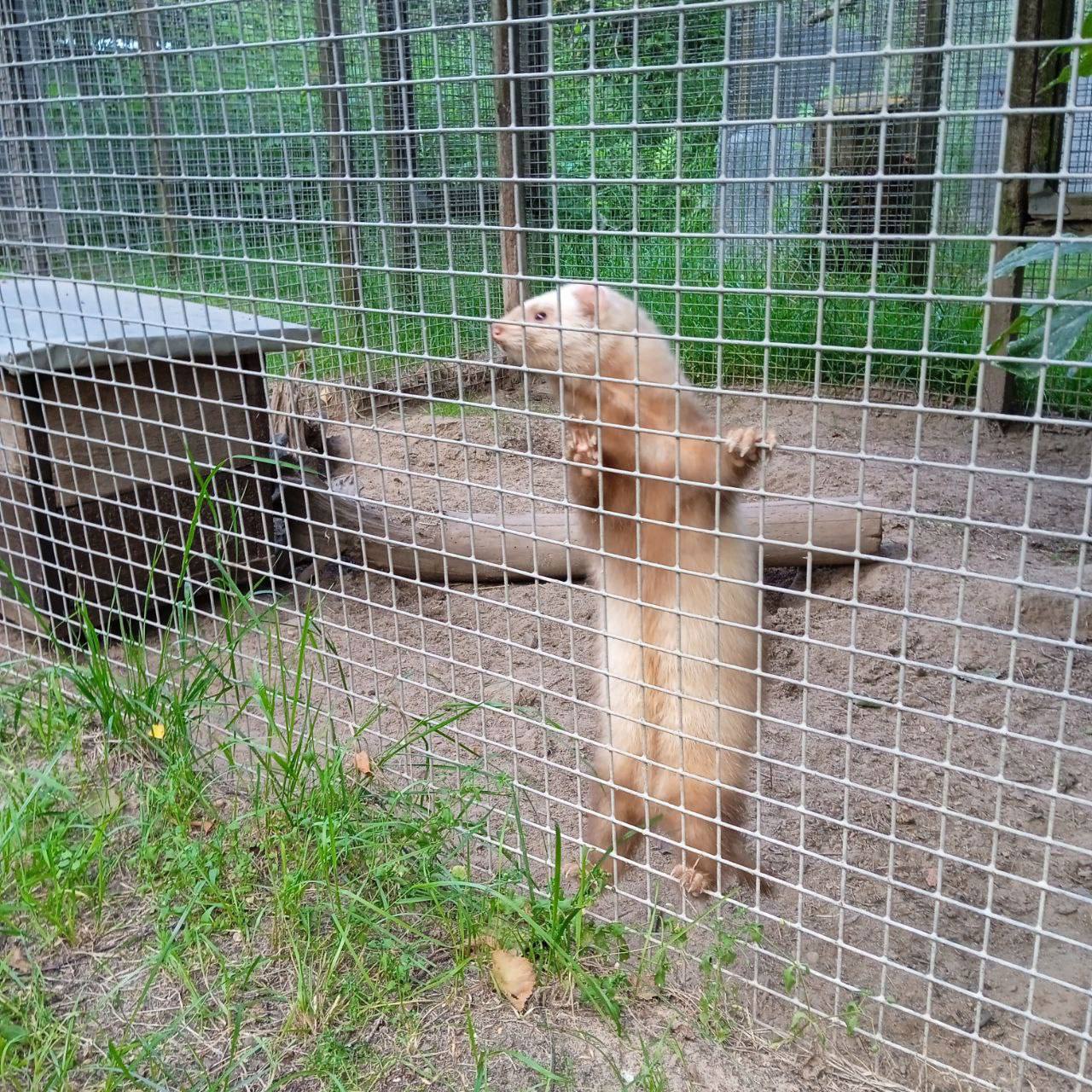 Экскурсии на научной базе в Черноголовке о куньих
