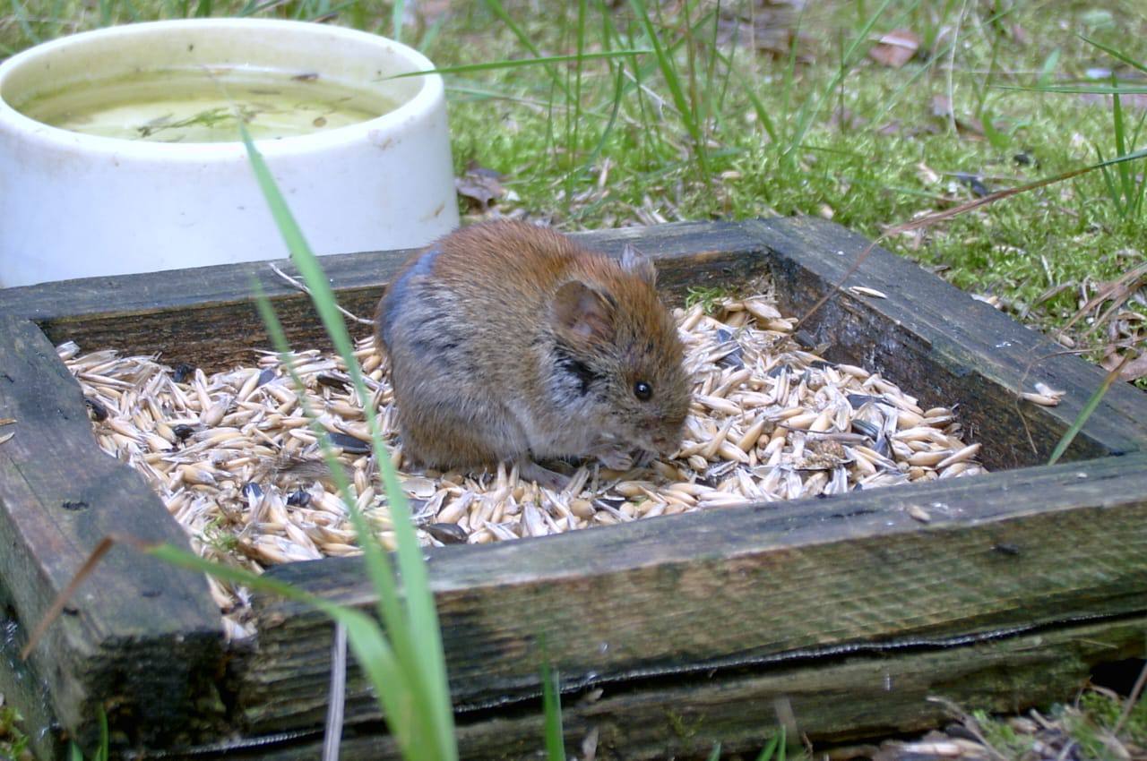 Экскурсия «К грызунам»