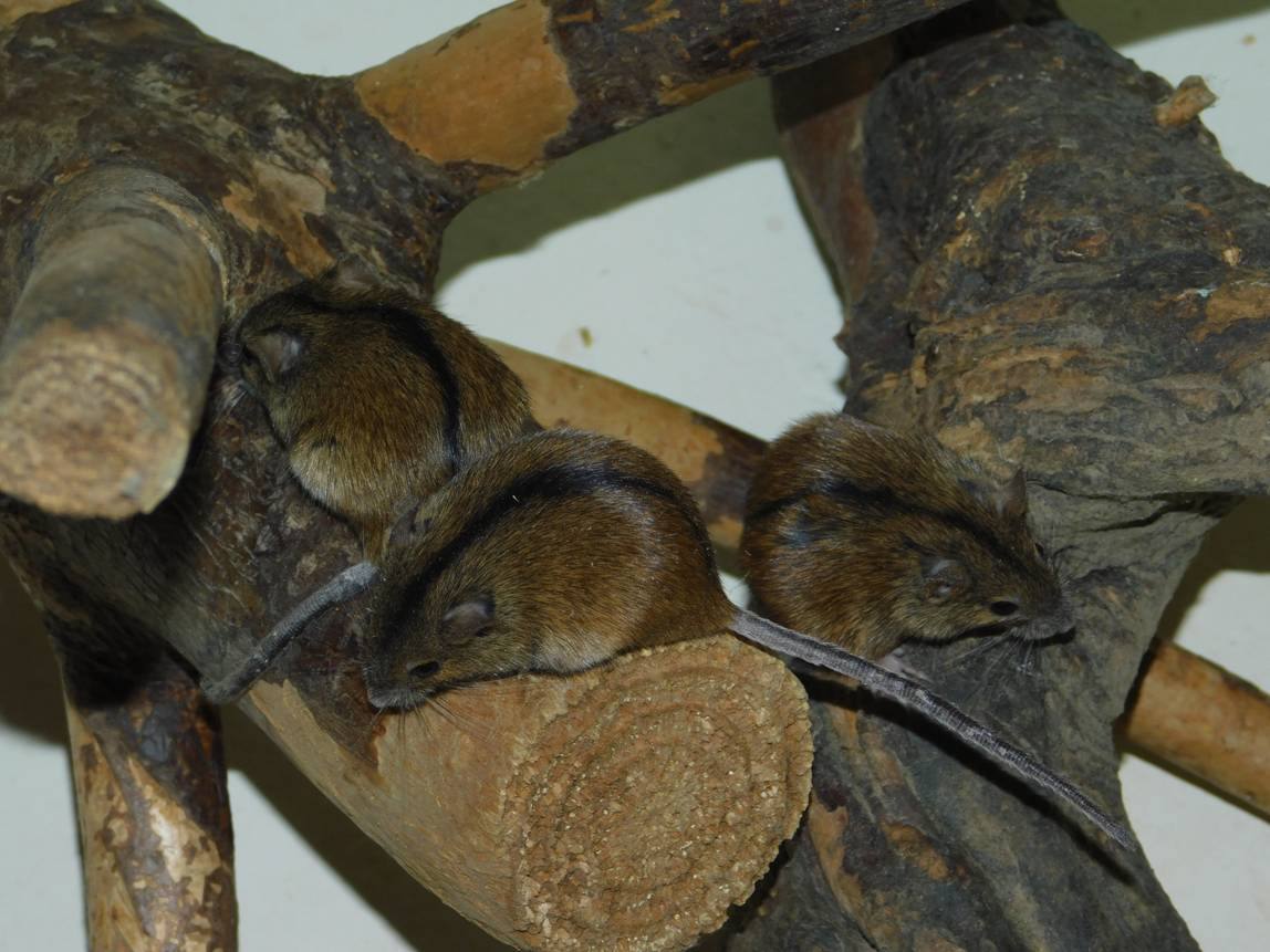 Экскурсия «К грызунам»