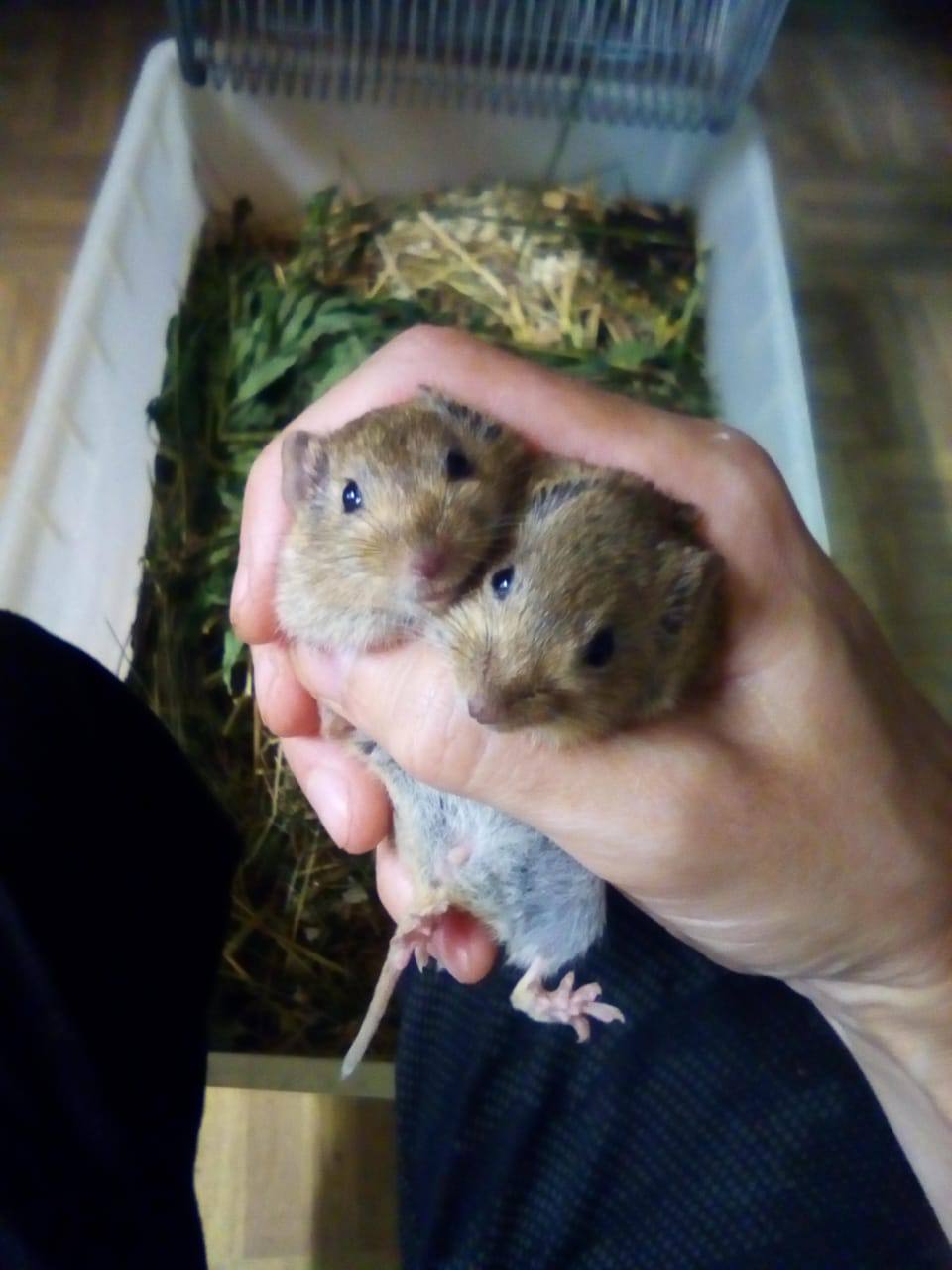 Экскурсия «К грызунам»