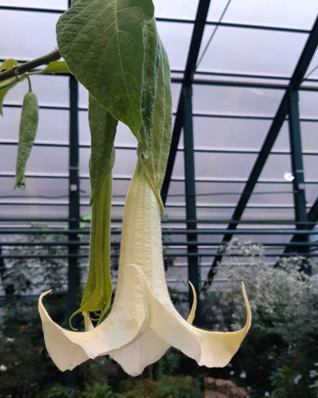 Цветок «Трубы ангела» в Аптекарском огороде