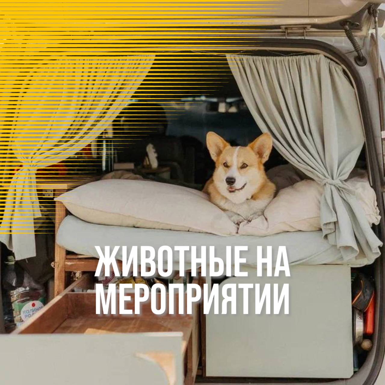 Hello Camper! Праздник для четвероногих друзей 7-8 июня 2025