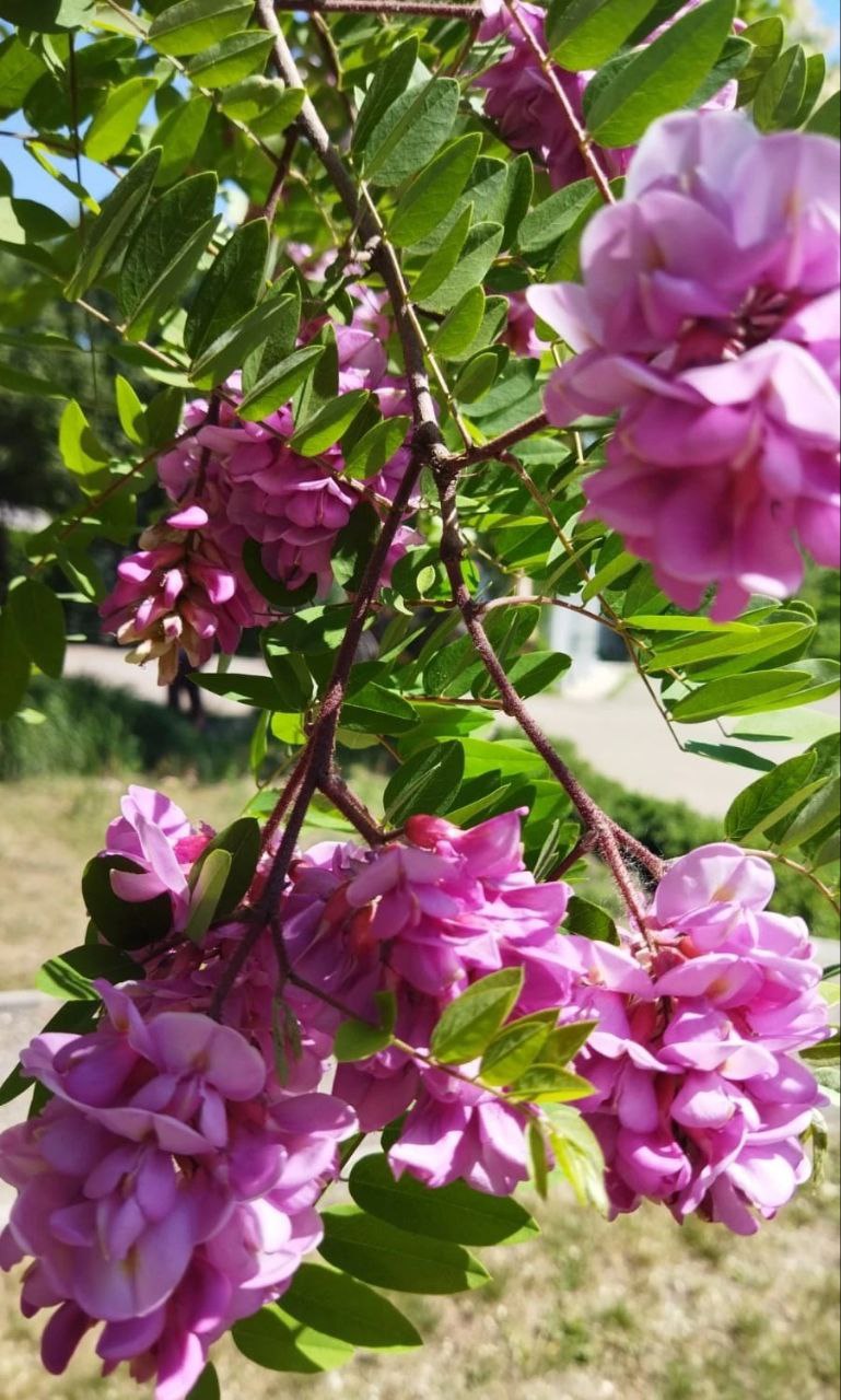 Экскурсии 9 и 11 мая