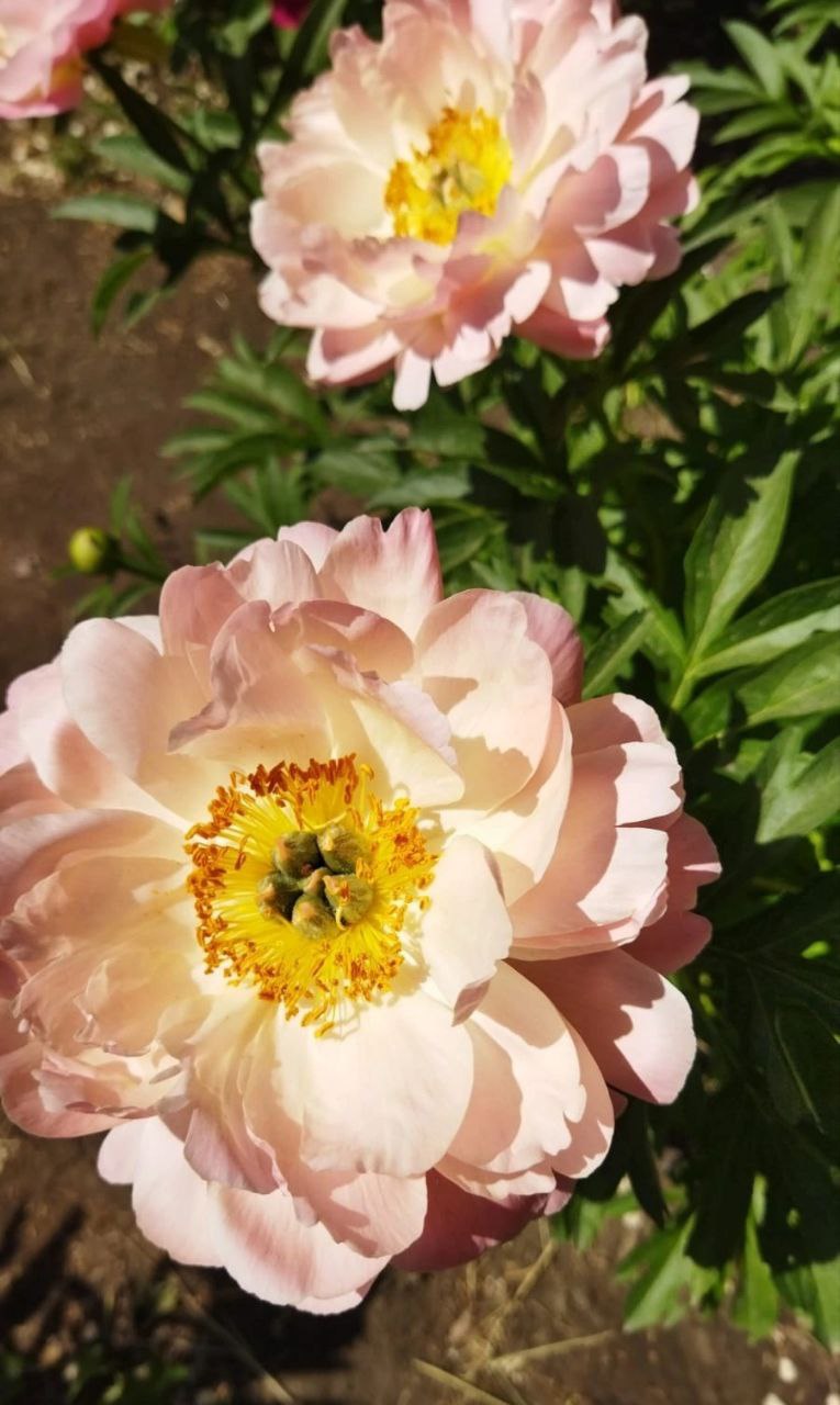 Экскурсии 9 и 11 мая