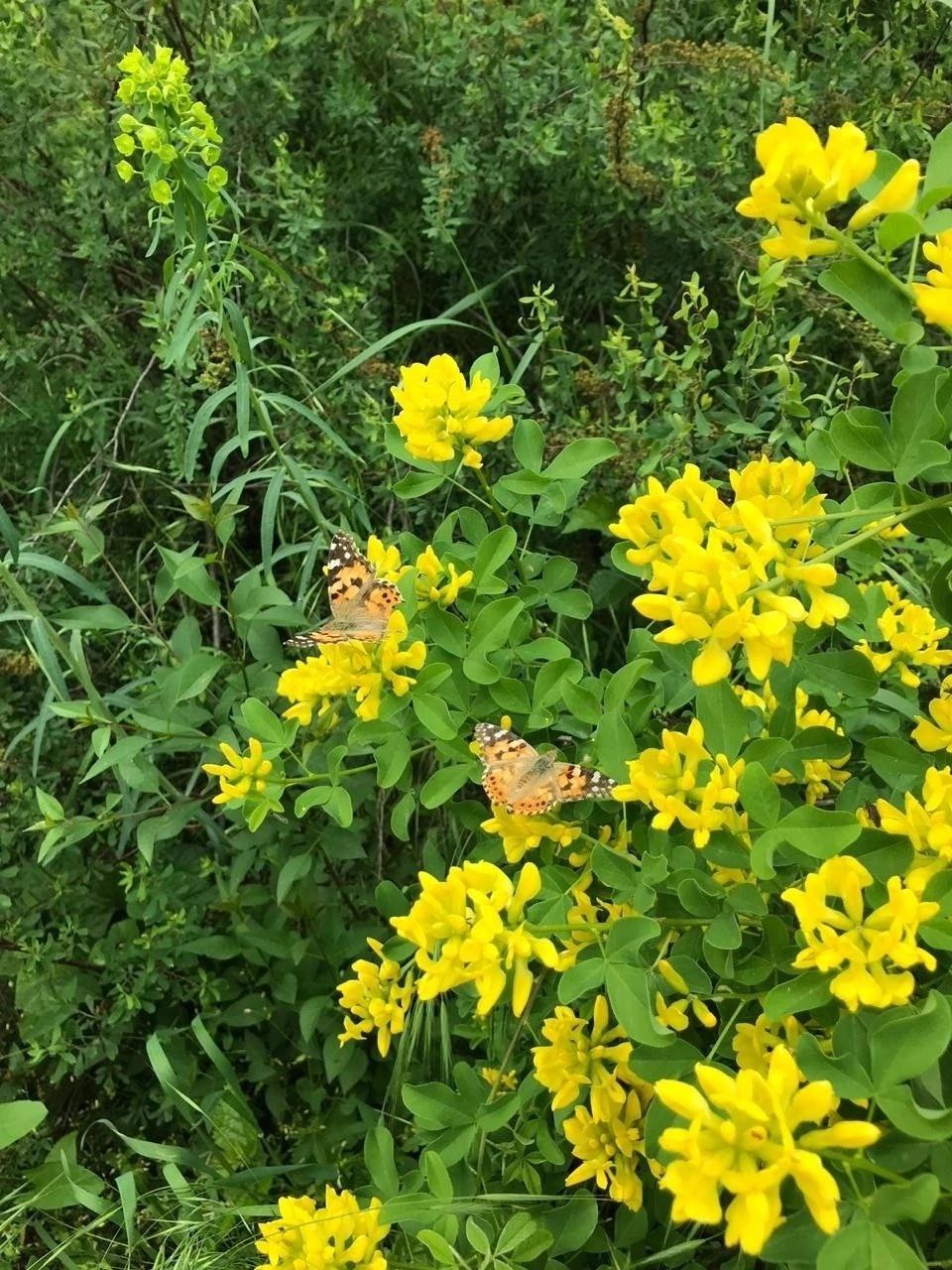 Экскурсии 9 и 11 мая