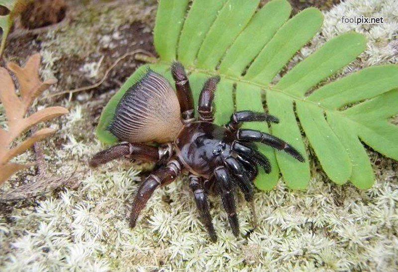 Восемь ног и восемь глаз