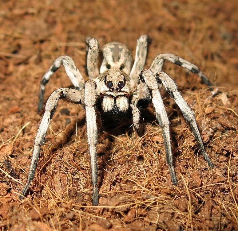 Восемь ног и восемь глаз