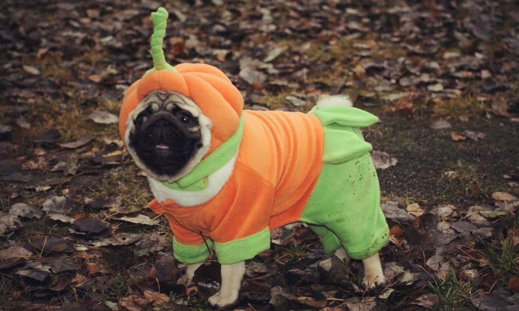 праздник для мопсов