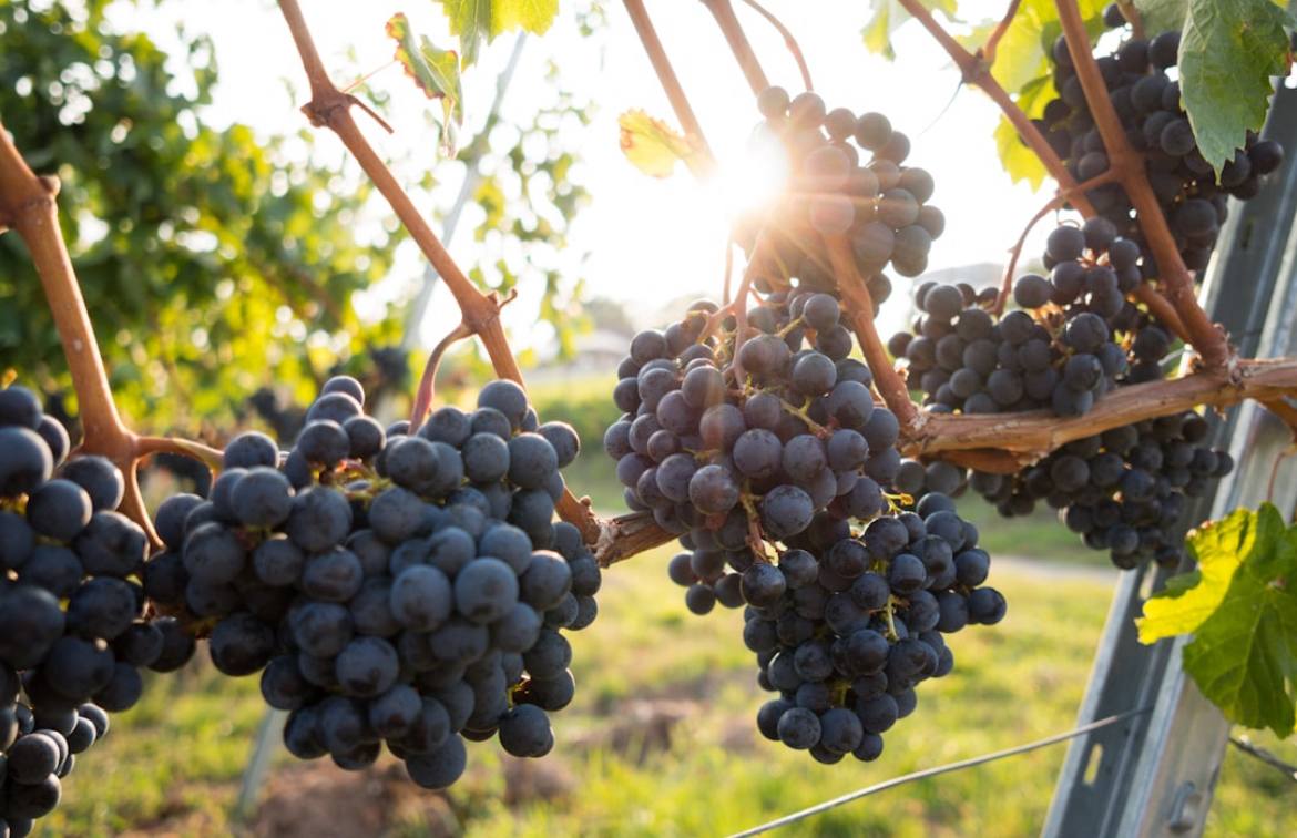 Пино Нуар vs Неббиоло