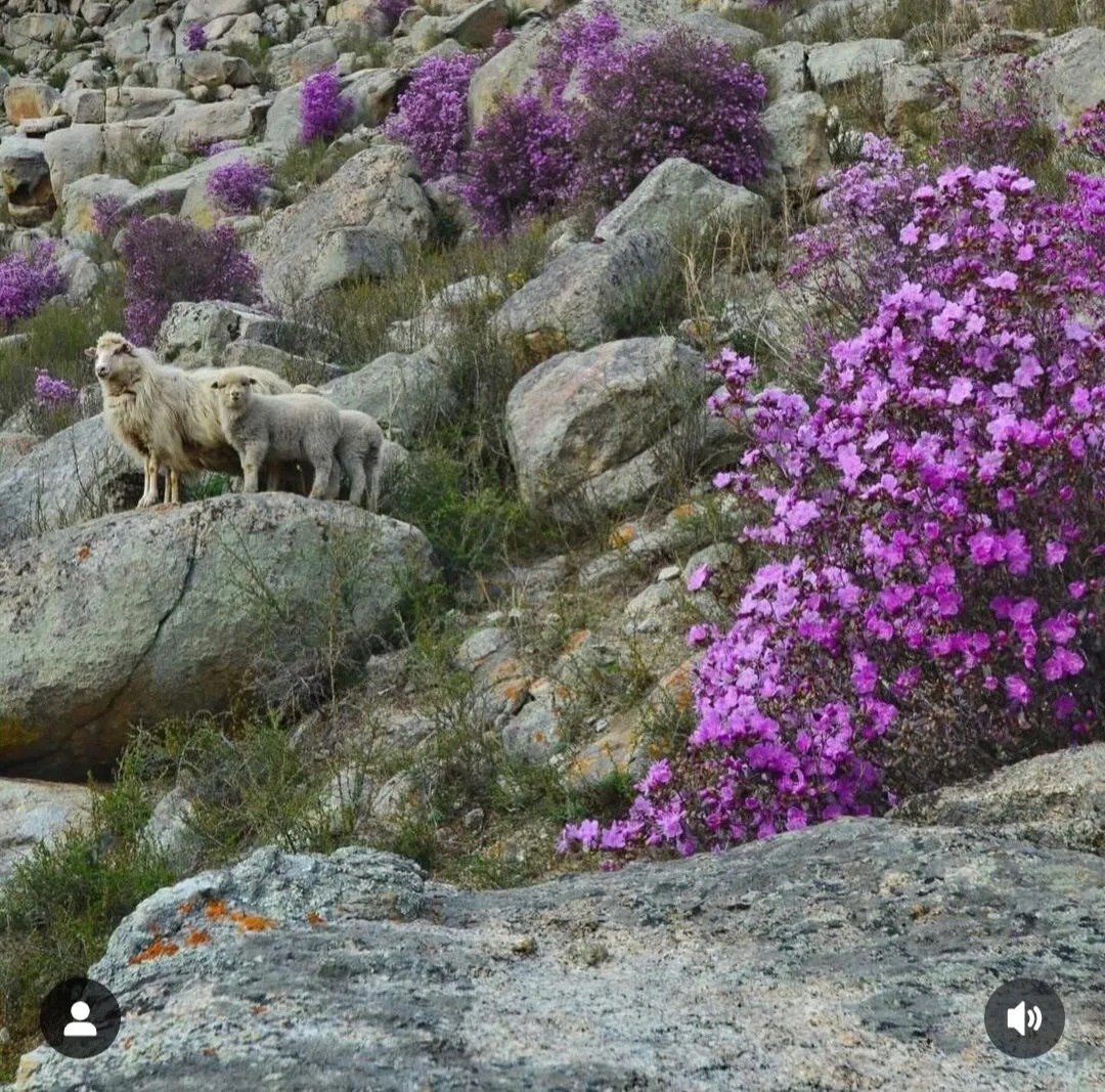 тур на Алтай 09-12.05