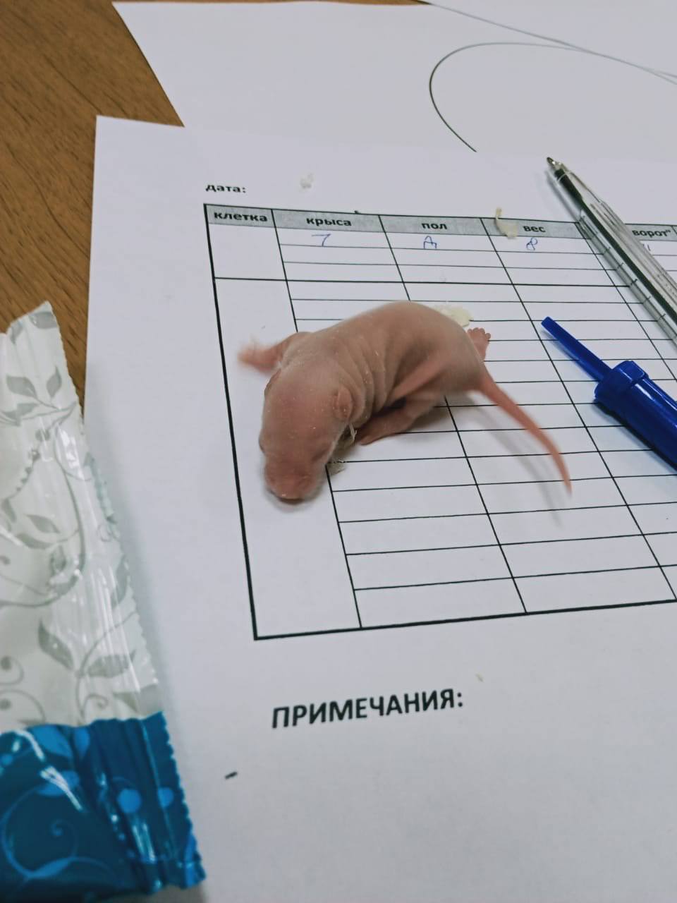 Живая физиология