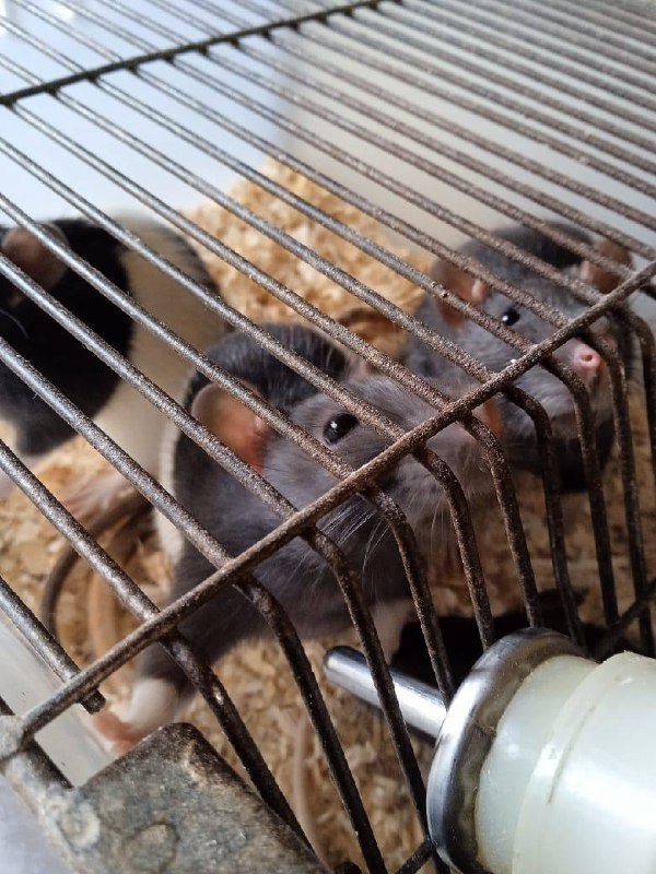 Живая физиология