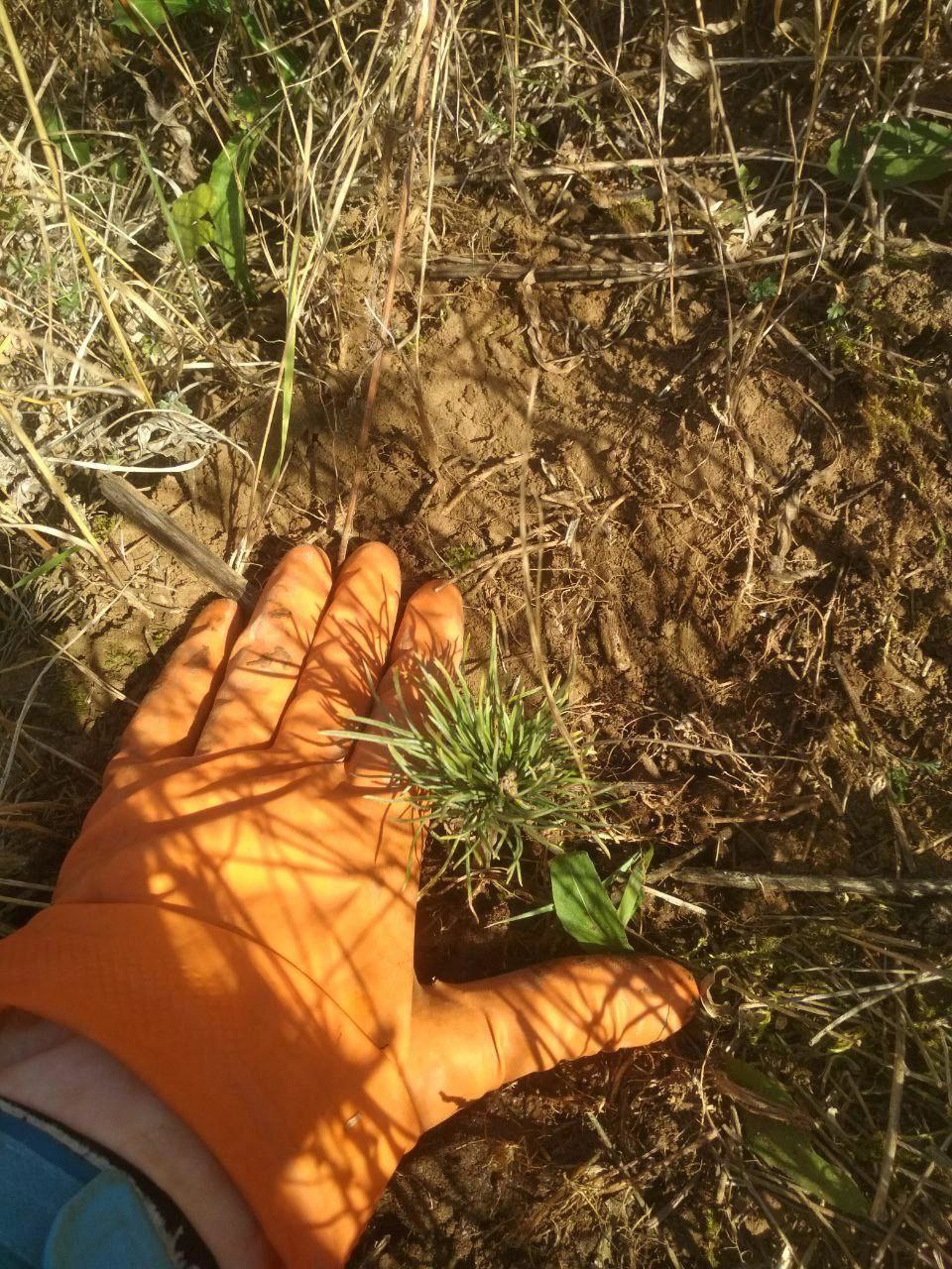 сажание соснового леса