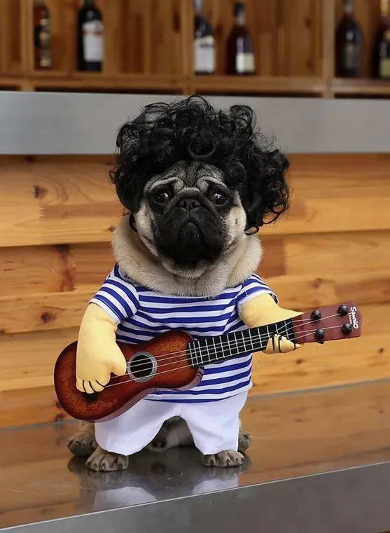 Костюмированная вечеринка домашних питомцев