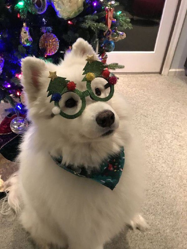 Костюмированная вечеринка домашних питомцев